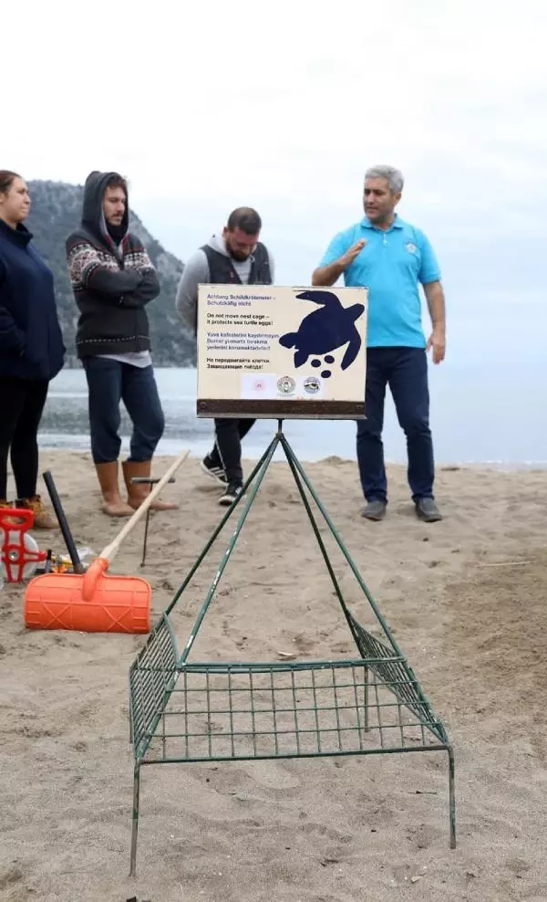 Akdeniz sahillerinde ilk caretta caretta yuvası İztuzu'nda oluştu Akdeniz sahillerinde ilk caretta caretta yuvası İztuzu'nda oluştu