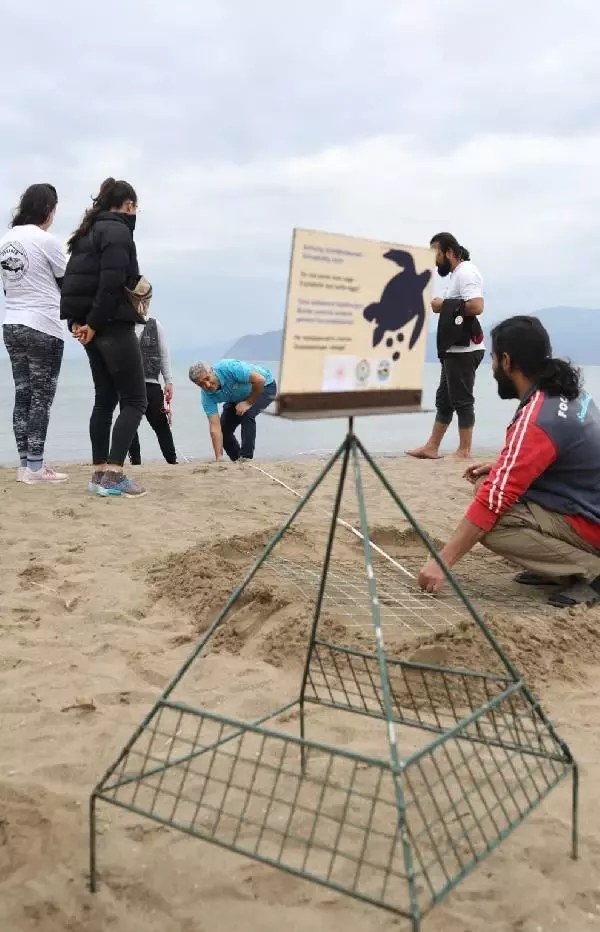 Akdeniz sahillerinde ilk caretta caretta yuvası İztuzu'nda oluştu Akdeniz sahillerinde ilk caretta caretta yuvası İztuzu'nda oluştu