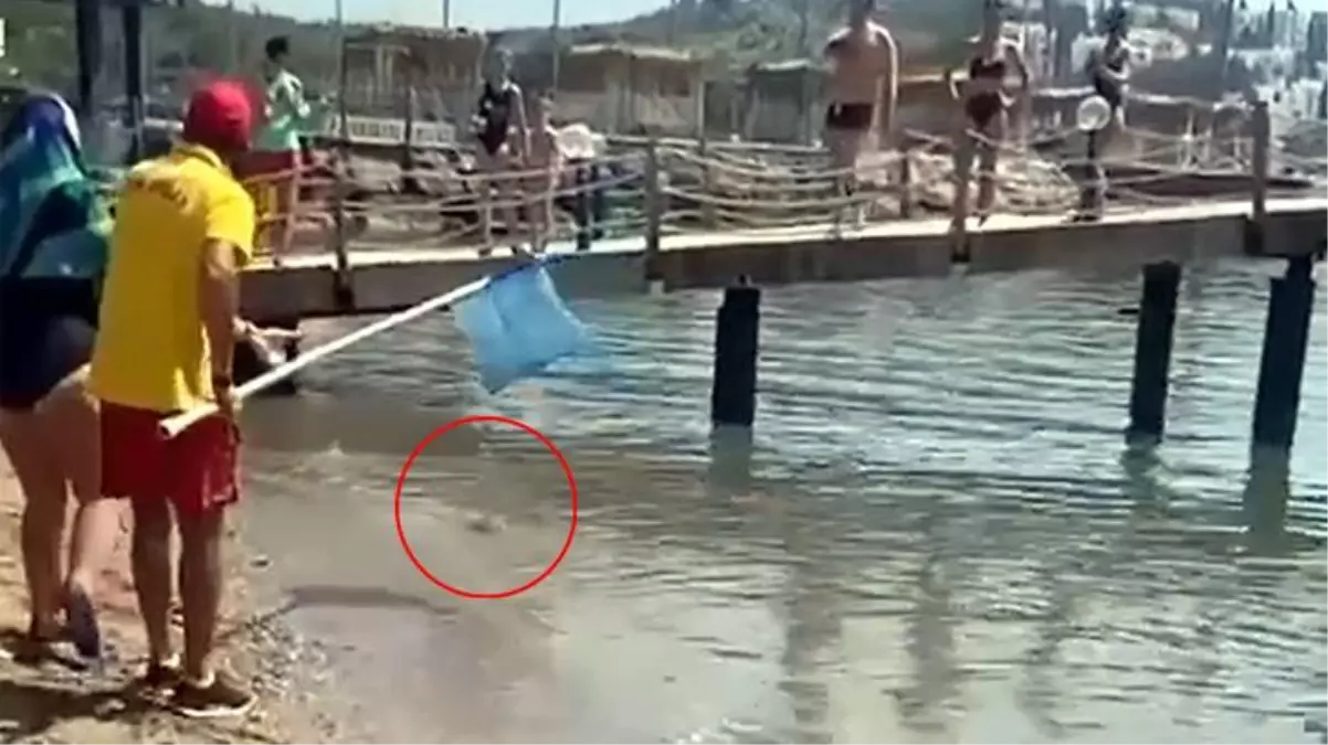 Alanya'da plaj kıyısına kadar gelen zehirli balon balıkları paniğe neden oldu