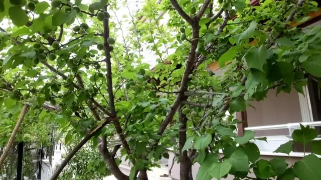 Balıkesir'de 17 günlük kapanma vatandaşları bahçıvan yaptı