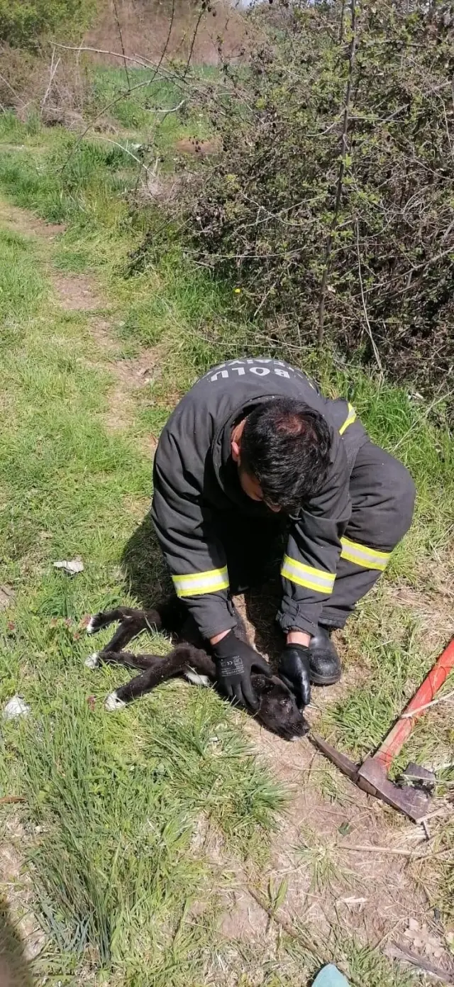 Bolu'da çalılıkların arasına sıkışan yavru köpeği itfaiye kurtardı