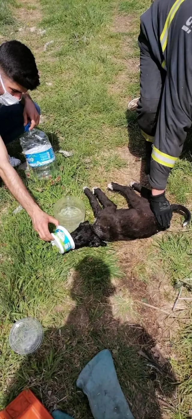 Bolu'da çalılıkların arasına sıkışan yavru köpeği itfaiye kurtardı