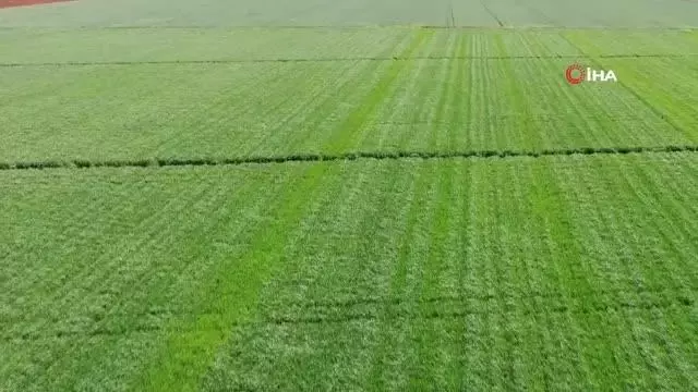 Buğday üreticisinin yüzünü güldürüyor