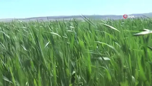 Buğday üreticisinin yüzünü güldürüyor