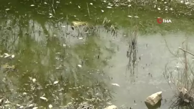 Bursa'da balık ölümleri korkuttu Bursa'da balık ölümleri korkuttu
