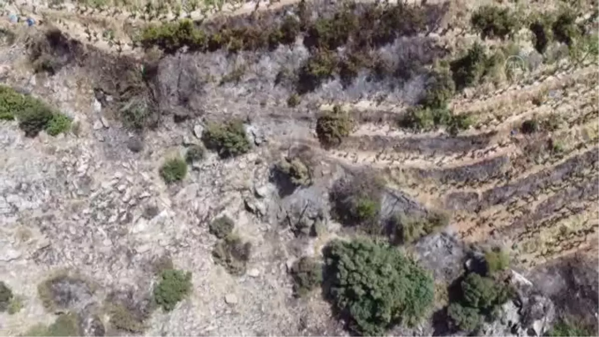 Çıkan yangında avokado ve muz ağaçları zarar gördü