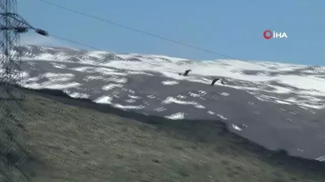 Erzurum'daki göl ilkbaharın gelmesiyle göçmen kuşların evi oldu