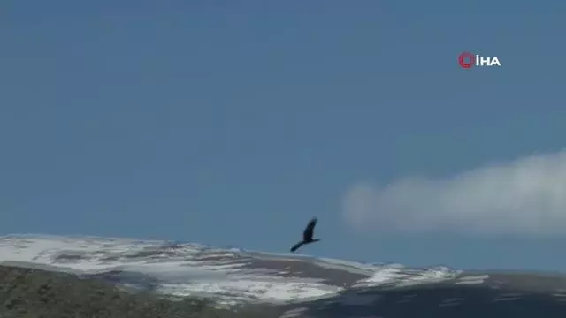 Erzurum'daki göl ilkbaharın gelmesiyle göçmen kuşların evi oldu