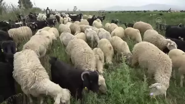 Göçerlerin yaylalara yolculuğu başladı Göçerlerin yaylalara yolculuğu başladı