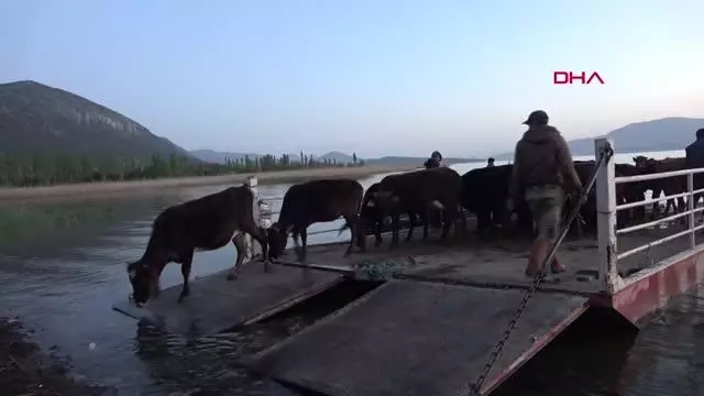 ISPARTA MADA ADASI'NDA YAŞAYANLARININ SALLA YAYLAYA GÖÇÜ BAŞLADI ISPARTA MADA ADASI'NDA YAŞAYANLARININ SALLA YAYLAYA GÖÇÜ BAŞLADI