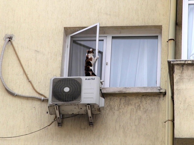 İzmir'de görme engelli kediye nefes kesen kurtarma operasyonu İzmir'de görme engelli kediye nefes kesen kurtarma operasyonu