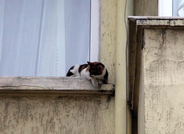 İzmir'de görme engelli kediye nefes kesen kurtarma operasyonu İzmir'de görme engelli kediye nefes kesen kurtarma operasyonu