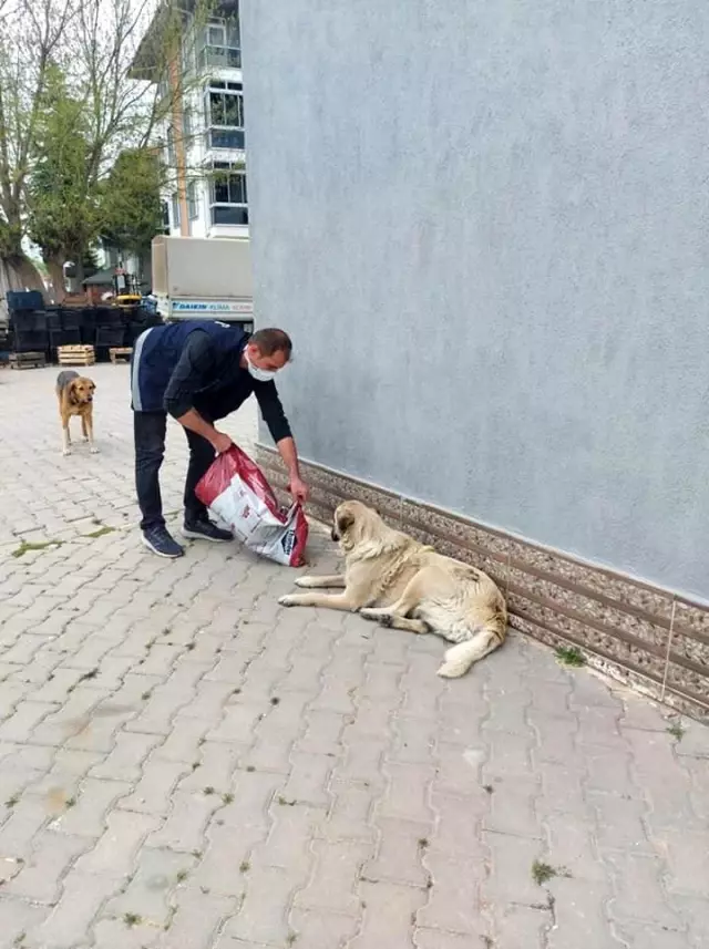 Jandarma ve polis sokak hayvanlarını unutmadı