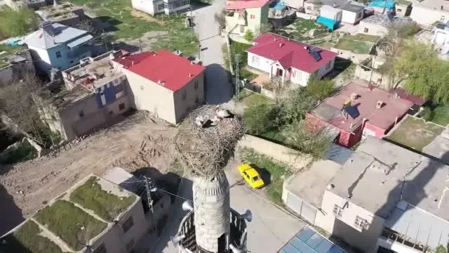 KAHRAMANMARAŞ - Çiçekli köyü camisindeki yuva leyleklerin 62 yıldır değişmeyen adresi oldu KAHRAMANMARAŞ - Çiçekli köyü camisindeki yuva leyleklerin 62 yıldır değişmeyen adresi oldu