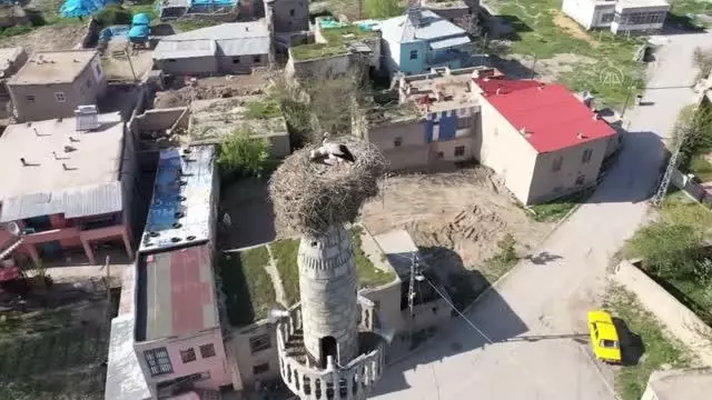 KAHRAMANMARAŞ - Çiçekli köyü camisindeki yuva leyleklerin 62 yıldır değişmeyen adresi oldu KAHRAMANMARAŞ - Çiçekli köyü camisindeki yuva leyleklerin 62 yıldır değişmeyen adresi oldu