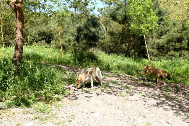 kisitlamada sokak hayvanlari beslendi 3 14104942 o