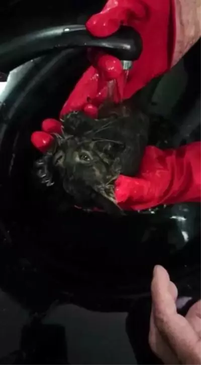 kurtarilan yavru kediyi berber dukkaninda sac 2 14105042 o