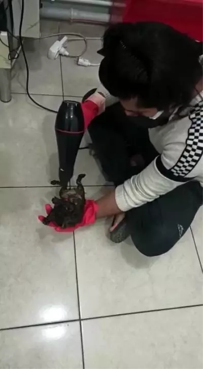 kurtarilan yavru kediyi berber dukkaninda sac 3 14105042 o