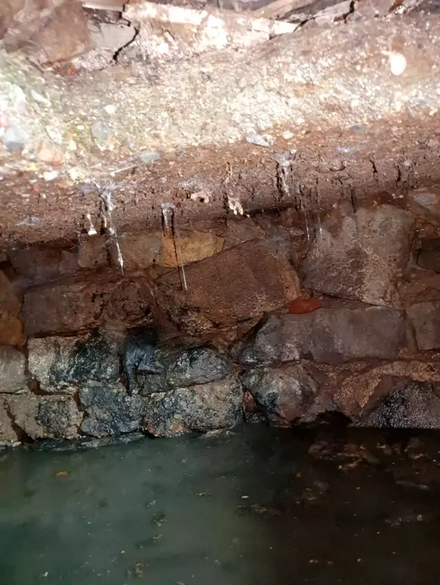 kurtarilan yavru kediyi berber dukkaninda sac 6 14105042 o