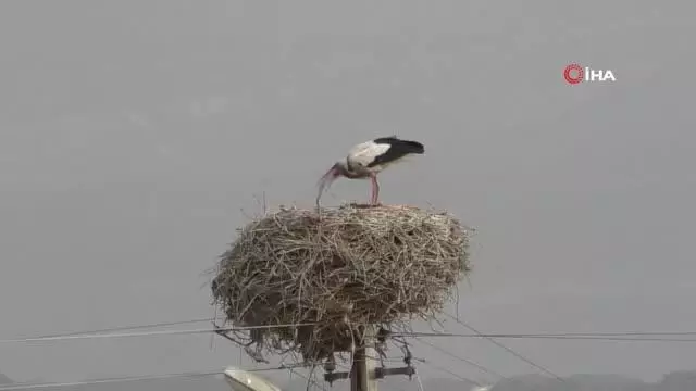 Leylekler bu köyü mesken edindi Leylekler bu köyü mesken edindi