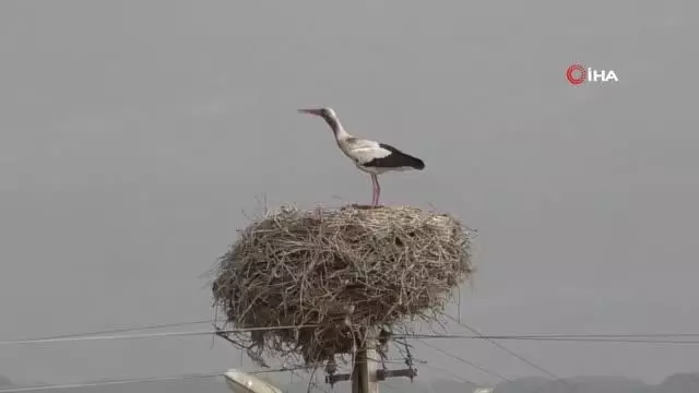 Leylekler bu köyü mesken edindi Leylekler bu köyü mesken edindi