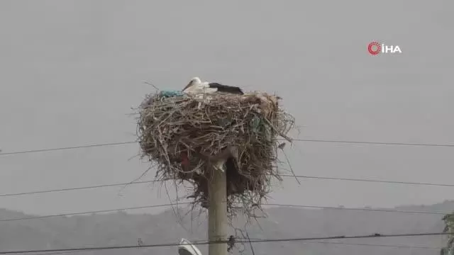 Leylekler bu köyü mesken edindi Leylekler bu köyü mesken edindi