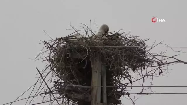 Leylekler bu köyü mesken edindi Leylekler bu köyü mesken edindi