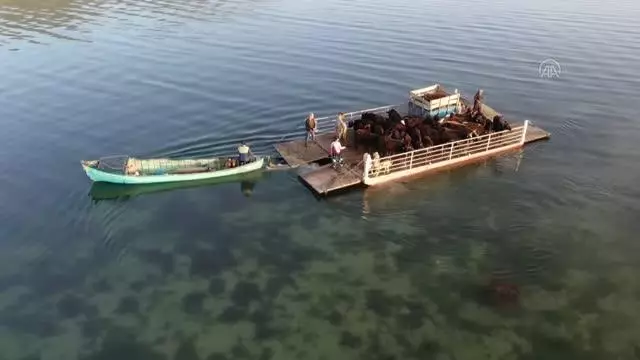 Mada Adası'ndaki Yörükler yaylaya kayıklarla çıkıyor Mada Adası'ndaki Yörükler yaylaya kayıklarla çıkıyor