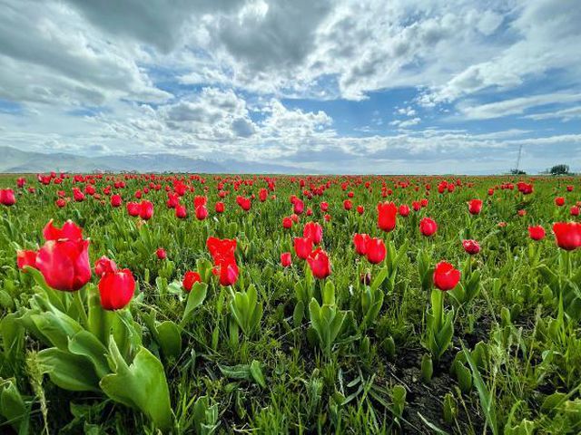MUŞ OVASI'NDA LALE GÜZELLİĞİ MUŞ OVASI'NDA LALE GÜZELLİĞİ