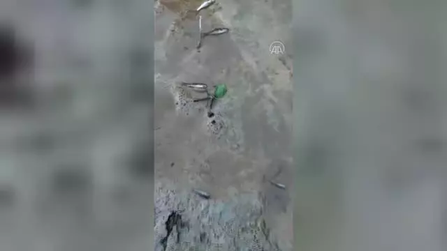 Salam Deresi'nin kıyısında çok sayıda ölü balık bulundu Salam Deresi'nin kıyısında çok sayıda ölü balık bulundu