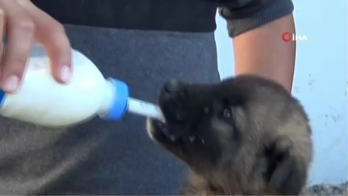 Sokakta bulduğu yavru köpeği biberonla besliyor
