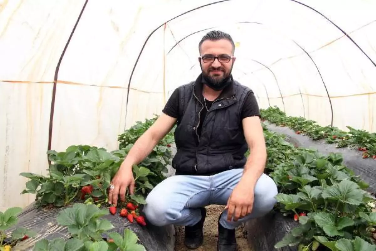 Tam kapanmada özel izinle çilek hasadı yaptılar