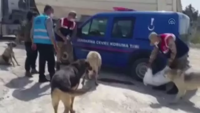 Tam kapanmada sokak hayvanları unutulmadı