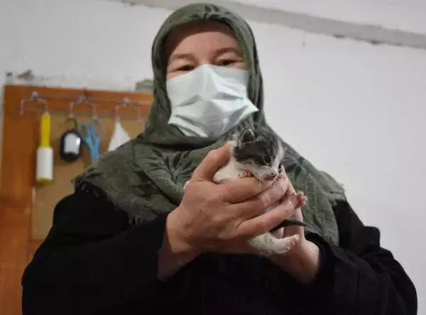 YAVRU KEDİ 'PAMUK'U SÜT ANNESİ EMZİRMEYE BAŞLADI YAVRU KEDİ 'PAMUK'U SÜT ANNESİ EMZİRMEYE BAŞLADI