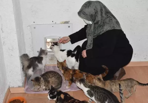 YAVRU KEDİ 'PAMUK'U SÜT ANNESİ EMZİRMEYE BAŞLADI YAVRU KEDİ 'PAMUK'U SÜT ANNESİ EMZİRMEYE BAŞLADI
