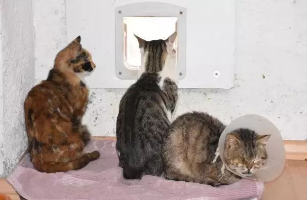 YAVRU KEDİ 'PAMUK'U SÜT ANNESİ EMZİRMEYE BAŞLADI YAVRU KEDİ 'PAMUK'U SÜT ANNESİ EMZİRMEYE BAŞLADI