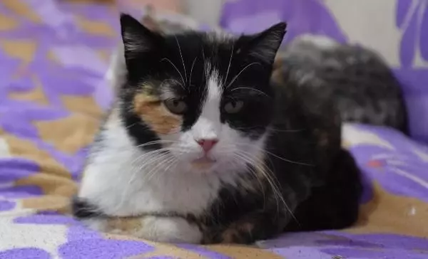 YAVRU KEDİ 'PAMUK'U SÜT ANNESİ EMZİRMEYE BAŞLADI YAVRU KEDİ 'PAMUK'U SÜT ANNESİ EMZİRMEYE BAŞLADI