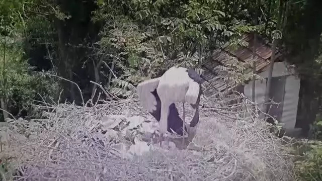 10 yıldır aynı mahalleye gelen leylek Yaren'in 3 yavrusu dünyaya gözlerini açtı 10 yıldır aynı mahalleye gelen leylek Yaren'in 3 yavrusu dünyaya gözlerini açtı