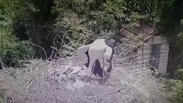 10 yıldır aynı mahalleye gelen leylek Yaren'in 3 yavrusu dünyaya gözlerini açtı 10 yıldır aynı mahalleye gelen leylek Yaren'in 3 yavrusu dünyaya gözlerini açtı