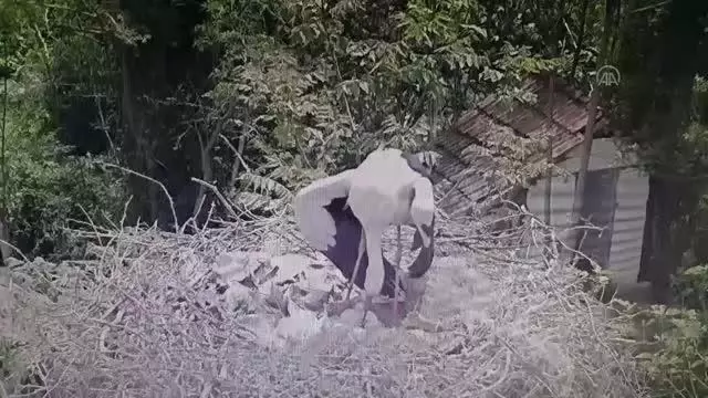 10 yıldır aynı mahalleye gelen leylek Yaren'in 3 yavrusu dünyaya gözlerini açtı 10 yıldır aynı mahalleye gelen leylek Yaren'in 3 yavrusu dünyaya gözlerini açtı