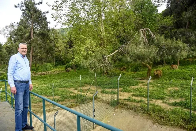 3 aylık yavru ayı Dolunay, Ovakorusu Ayı Barınağı'nın ilgi odağı oldu 3 aylık yavru ayı Dolunay, Ovakorusu Ayı Barınağı'nın ilgi odağı oldu