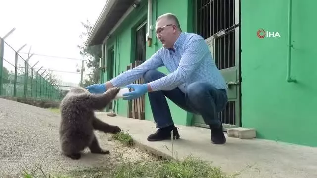 3 aylık yavru ayı Dolunay, Ovakorusu Ayı Barınağı'nın ilgi odağı oldu 3 aylık yavru ayı Dolunay, Ovakorusu Ayı Barınağı'nın ilgi odağı oldu