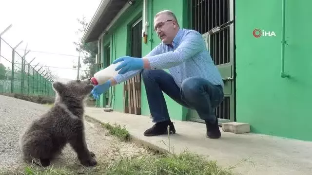 3 aylık yavru ayı Dolunay, Ovakorusu Ayı Barınağı'nın ilgi odağı oldu 3 aylık yavru ayı Dolunay, Ovakorusu Ayı Barınağı'nın ilgi odağı oldu