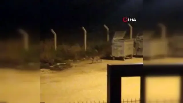 Aç kalan tilki şehir merkezine inip böyle yiyecek aradı Aç kalan tilki şehir merkezine inip böyle yiyecek aradı