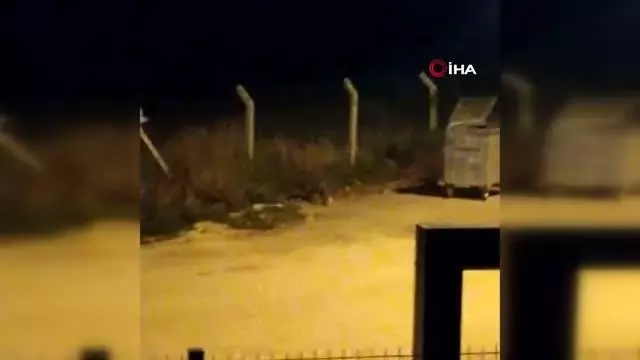Aç kalan tilki şehir merkezine inip böyle yiyecek aradı Aç kalan tilki şehir merkezine inip böyle yiyecek aradı