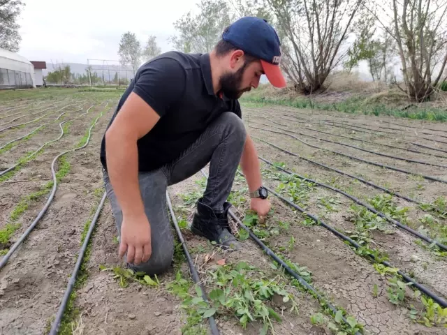 Amasyalı genç çiftçinin seracılık merakı, hayatının dönüm noktası oldu Amasyalı genç çiftçinin seracılık merakı, hayatının dönüm noktası oldu