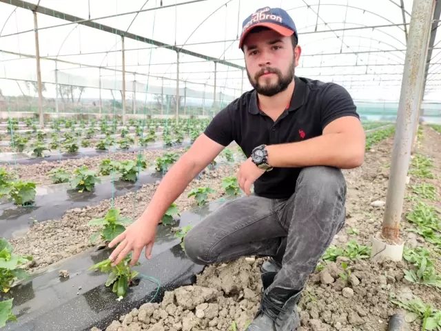 Amasyalı genç çiftçinin seracılık merakı, hayatının dönüm noktası oldu Amasyalı genç çiftçinin seracılık merakı, hayatının dönüm noktası oldu