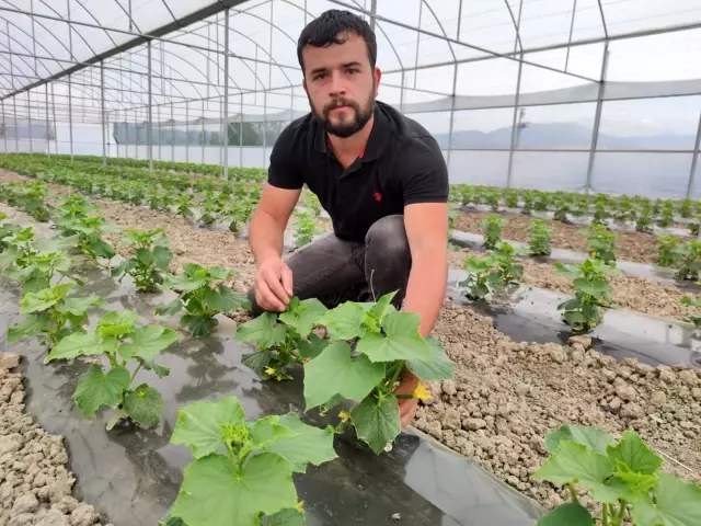 Amasyalı genç çiftçinin seracılık merakı, hayatının dönüm noktası oldu Amasyalı genç çiftçinin seracılık merakı, hayatının dönüm noktası oldu