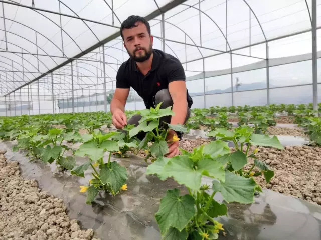 Amasyalı genç çiftçinin seracılık merakı, hayatının dönüm noktası oldu Amasyalı genç çiftçinin seracılık merakı, hayatının dönüm noktası oldu