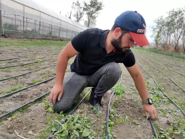 Amasyalı genç çiftçinin seracılık merakı, hayatının dönüm noktası oldu Amasyalı genç çiftçinin seracılık merakı, hayatının dönüm noktası oldu